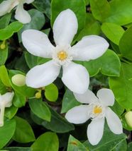 LIVE PLANT Wrightia antidysenterica~Asian Snow Jasmine Starter 3 to 5&quot; tall - £12.76 GBP