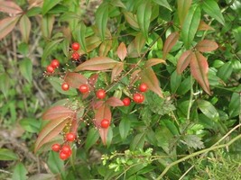25 Domestic Nandina 2.5" pot  Heavenly Bamboo image 5