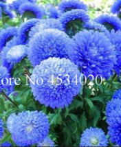 100 pcs Chinese Aster Strong Ability to reproduce Plant and Courtyard in... - $7.89