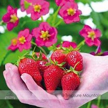 Toscana Fleurostar Strawberry Seeds 1 Pack 100 Seeds Large Deep Rose Cone Shaped - $11.98