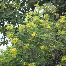 Rare Cassod Tree Seeds (10 Pack) - Cassia Siamea, Ideal for Tropical Gardens, Ho - £6.68 GBP