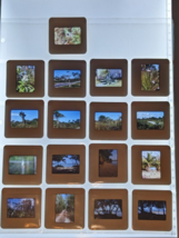 17 Vintage 1988 slides floral plants nature  landscapes - £11.83 GBP