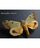 Green Drab Erebidae Ophiusa Tirhaca Real Moth Framed Entomology Shadowbox - $1,137.33 MXN