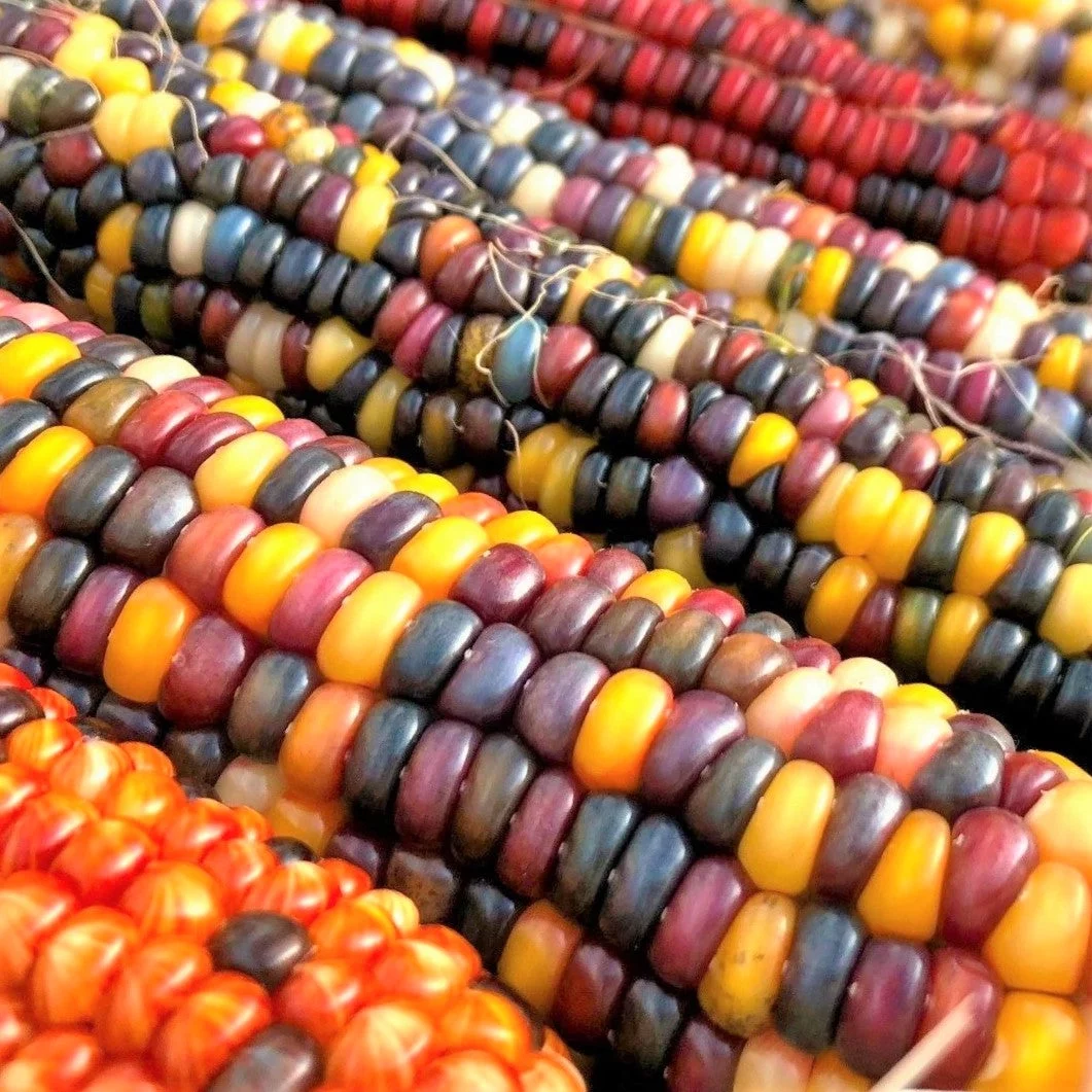 25 Heirloom Treated Indian Ornamental Corn Seeds - Colorful, Large Ears - $5.98