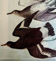 Surf Bird 1946 Color Art Print John James Audubon Nature DWV2K - $29.99