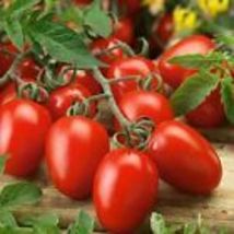  Roma Heirloom Tomato seeds Fresh Vegetable garden seeds USA 100+ Seeds - $8.39