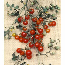 30 Sweet Pea Currant Tomato Seeds A Plant Produces Thonds Of Fruit - £5.21 GBP