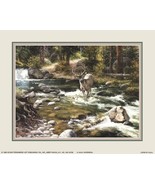 Buck Mule Deer Whitetail in A Creek ART PRINT 8 X10 SORENSON - $108.01 MXN