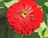 1000 Seeds  ZinniaCherry QueenFlower Seeds Bright Red 4 5 Blooms Summer ... - £16.03 GBP