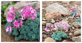 10 Seeds Dicentra peregrina Seeds - Lovely Pink Bleeding Heart-shaped Blooms  - £21.78 GBP