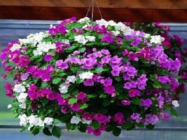 50 Impatiens Seeds Accent Pastel Mix Flower Seeds Garden USA Seeds - £6.76 GBP