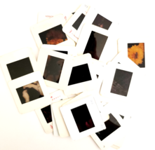 1980s Insects Bugs Lot Of 24 Pcs 35mm Slides Moths Ants Bees Beetles E50K - $462.01 MXN