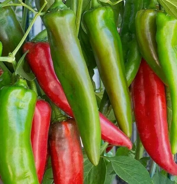 Anaheim Chili Pepper Seeds 50+ Vegetable Hot Spicy Salsa Fresh Garden - £4.86 GBP