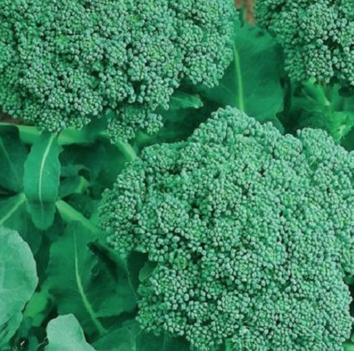 LD 50 Seeds Broccoli Seeds  Nongmo Broccoli Seeds Fast Shipping - $7.99