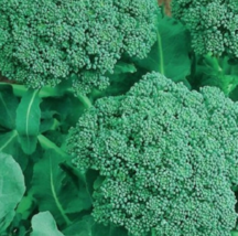 LD 50 Seeds Broccoli Seeds  Nongmo Broccoli Seeds Fast Shipping - $7.99