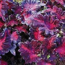 PowerOn 50+ Coleus Black Dragon Shade Loving Flower Seeds / Long Lasting Annual - £5.74 GBP
