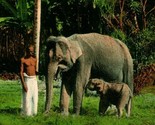 Vtg Postcard 1910s Ceylon Sri Lanka Man With Elephant &amp; Baby Hand Tinted... - £3.32 GBP