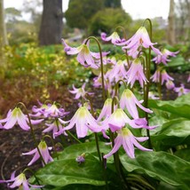 10 Pink Fawn Lily Aka Trout Lily Avalanche Lily Dogs Tooth Violet Erythronium Re - $15.90