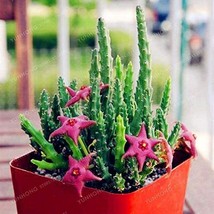 Fresh 100 Seeds Stapelia Pulchella Bonsai Lithops Mix Succulents Raw Stone Cactu - £4.64 GBP