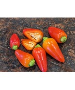 SEED- Hot Pepper Cascabella &quot;Little Bell&quot; Small, Sweet, Spicy, Smoky - €3,52 EUR+