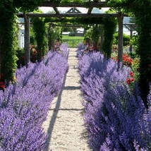 10 Seeds - Russian Sage - Hardy Perennial - £14.84 GBP