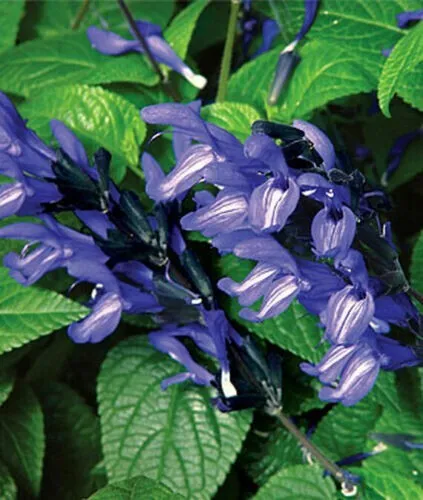 50 Black And Blue Salvia Seeds Perennial Hummingbird Fresh Garden - £9.41 GBP