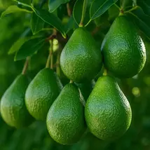 Dwarf Avocado Little Cado Grafted Fruit Tree - Miniature Plant - $339.90