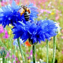 300 Dwarf Blue Bachelor Button Cornflower Seeds Annual Patio Container Cut Dried - $14.50