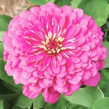 200 SEEDS ZINNIA LUMINOSA PINK PLANT HEIRLOOM SEEDS ENJOY QUICK GROWTH - £6.33 GBP