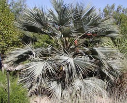 Brahea Armata Blue Hesper Palm Very Cold Hardy Seeds USA Fast Shipping - $18.98