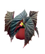 Harmony&#39;s Bat Out of Hell Angel Wing Cane Begonia 6 inch Large Bat Shape... - $1,051.16 MXN
