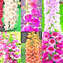 ArfanJaya 2000+ Foxglove Mix Seeds Spring Perennial Flowers Excelsior Pest Resis - £7.30 GBP
