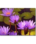 Trademark Fine Art Water Lilies Canvas Wall Art by Amy Vangsgard - £23.36 GBP
