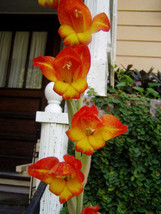 FREE SHIPPING Gladiolus dalenii African Parrot Gladiola Candy Corn Glad 5 Seeds - £15.97 GBP