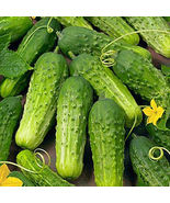 Boston Pickling Cucumber 50 Seeds Non-GMO - $5.99