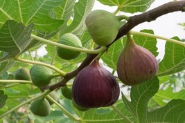 HSE Chicago Cold Hardy Fig Seedlings for Planting - Grow Delicious Fig Plants - £48.18 GBP