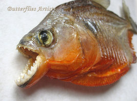 Piranha Red Bellied Razor Teeth Pygocentrus nattereri Framed Taxidermy S... - £86.90 GBP