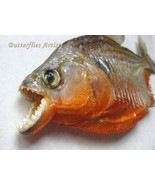 Piranha Red Bellied Razor Teeth Pygocentrus nattereri Framed Taxidermy S... - $2,089.76 MXN