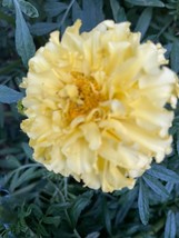 50 Moonlight Marigold Flower SeedsFrom US  - $8.35