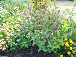 Basil Cinnamon Scented Basil Herb  225 Seeds  - $7.99