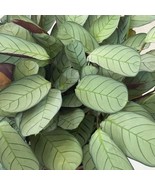 Calathea Burle Marxii Amagris Starter Plant 2 Plants Fresh Garden - $53.50 CAD