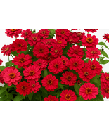 100 Profusion Double Hot Cherry Zinnia Seeds Award-Winning Blooms Heat-T... - $12.99