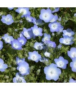 New Fresh Seeds Baby Blue Eyes Seed Nemophila Menziesii Flower Seeds 200... - €17,33 EUR