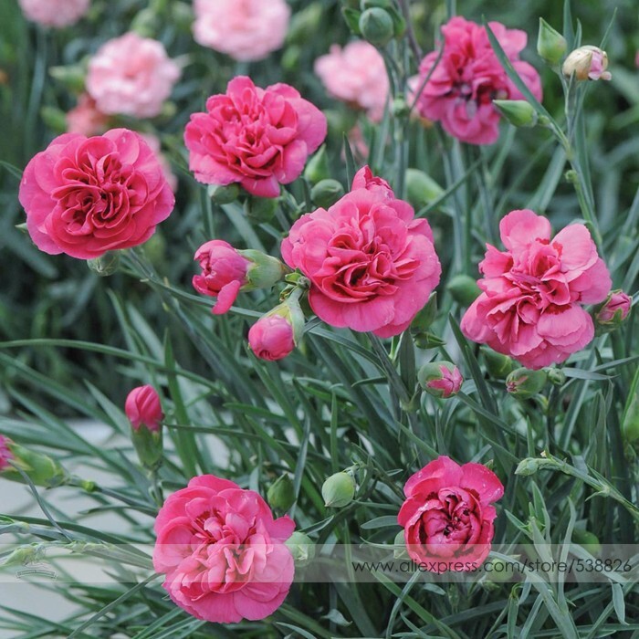 Hardy Dianthus Scents Of Summer Pink Peony Carnation Flower Seeds 50 Seeds - $7.99
