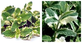 Pineapple Mint Seeds Delicious Variegated Leaf Easy to Seasons 150 Seeds  - $27.99