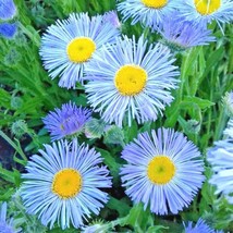 1000 Blue Fleabane Aspen Daisy Seeds Native Wildflower Drought Cold ContainerFro - $8.35