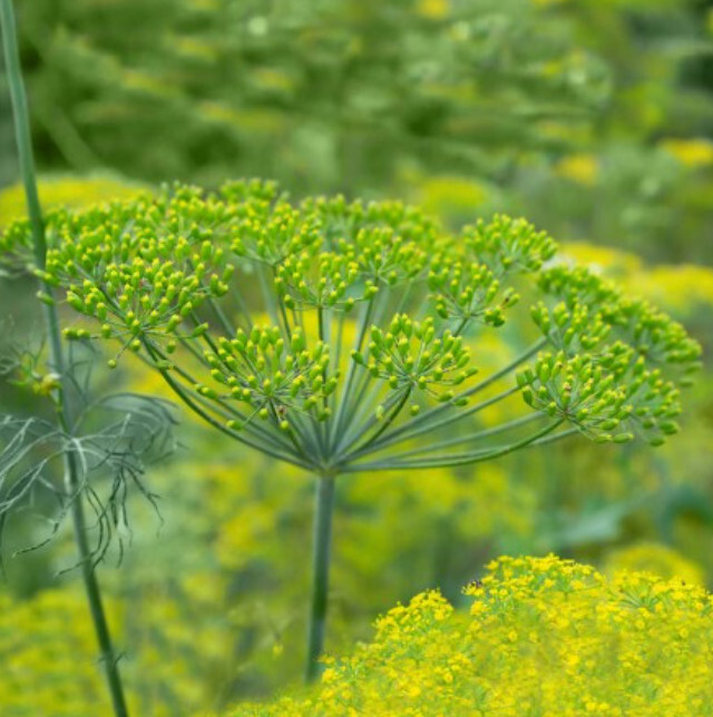 Dill Long Island Mammoth Herb Pickling Butterfly Host Plant Non-Gmo 500 ... - $7.96