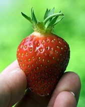 10 Earliglow Strawberry Plants - Bareroot - The Earliest Berry! - $19.95