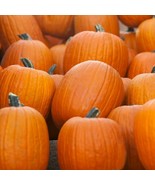 FMG Jack O Lantern Pumpkin Seeds 20 Seeds Non-Gmo 1076 Fast Grow - $10.36