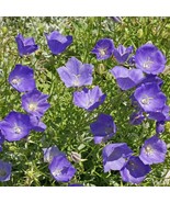 Tussock Bellflower, Campanula lavender 250 Seeds Free Shipping - $76.02 MXN